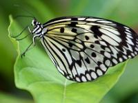 Weiße Baumnymphe - Schmetterlingsgarten Icod de los Vinos